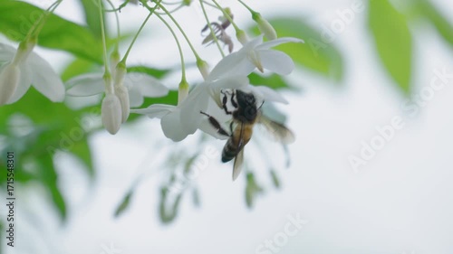 Close-up of a wasp flying around a flower cluster, collecting nectar on the pollen during the day. Slow motion