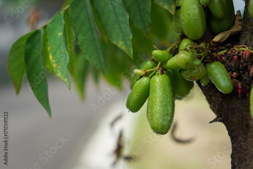 Starfruit (Averrhoa bilimbi), also known as vegetable starfruit, is a tropical fruit that has a very sour taste and is often used as a complementary ingredient in traditional Indonesian dishes.