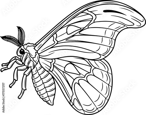 Vector art of line art drawing of a moth with large patterned wings