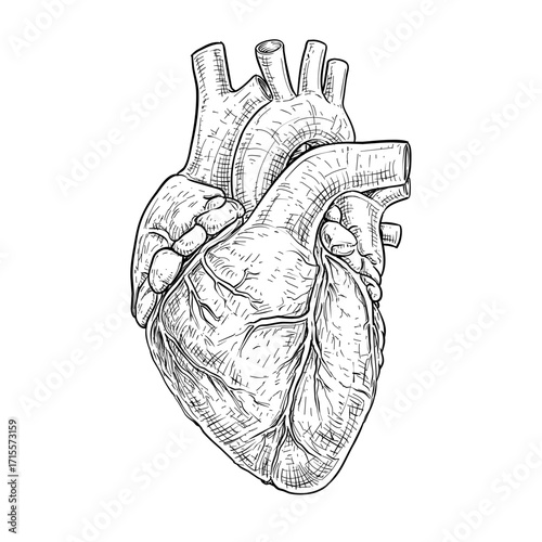 human heart anatomy vector line art hand drawn illustration