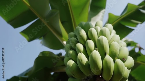 Bunch of unripe green bananas hanging from a tree