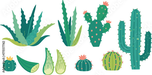 Vibrant Cactus and Aloe Vera Collection Colorful Desert Plants and Succulents Featuring Assorted Shapes and Sizes Perfect for Desert Inspired Designs