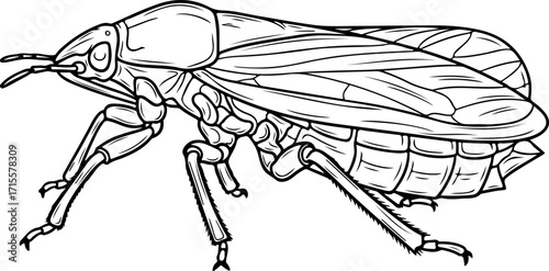 Vector art of detailed line drawing of a cicada