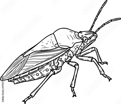 Vector art of line drawing of a stink bug