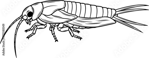 Vector art of line drawing of a silverfish