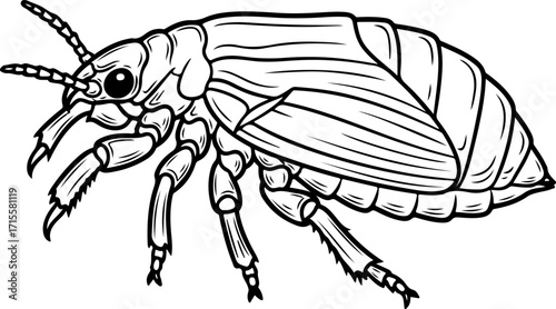 Vector art of line art drawing of a beetle