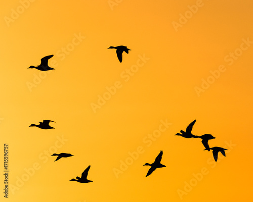 Photos Australian Shelduck (Tadorna tadornoides)