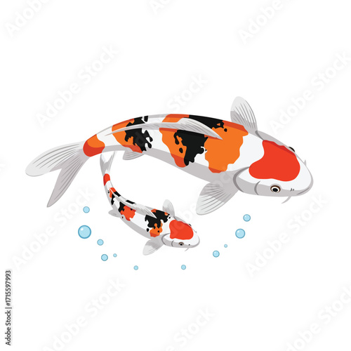 Koi Fish Pond Two Koi Carp Fish Swimming Japanese Fish Asian Carp Aquatic Animals Colorful Koi Illustration Vector Graphic Stock Image