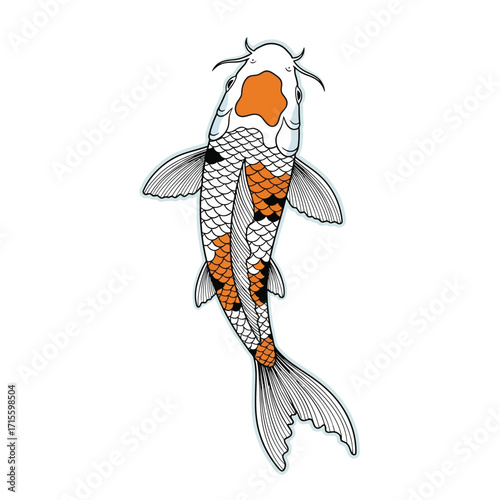 Koi Fish Orange and White Japanese Carp Aquatic Animal Top View Illustration Detailed Drawing
