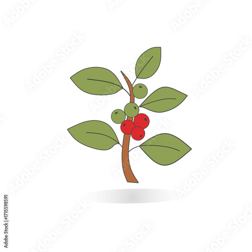 Illustration of Plant with Green Leaves and coffee, icon coffee plant 