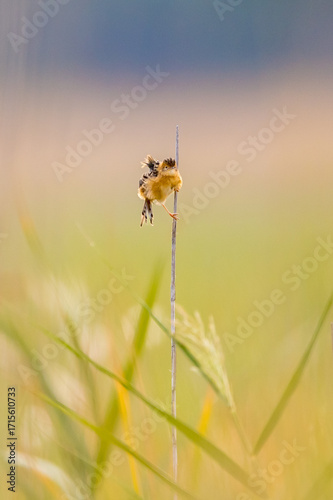 Golden-headed Cisticola