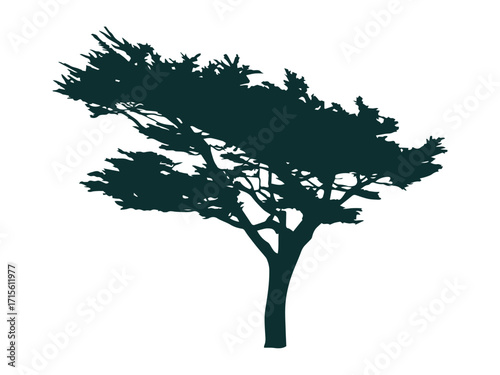 cypress tree vector silhoette vintage outdoor explore forest