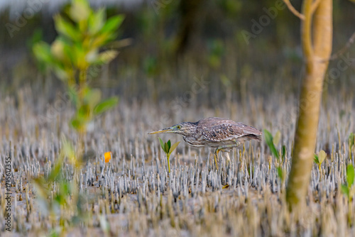 Photos Striated Heron