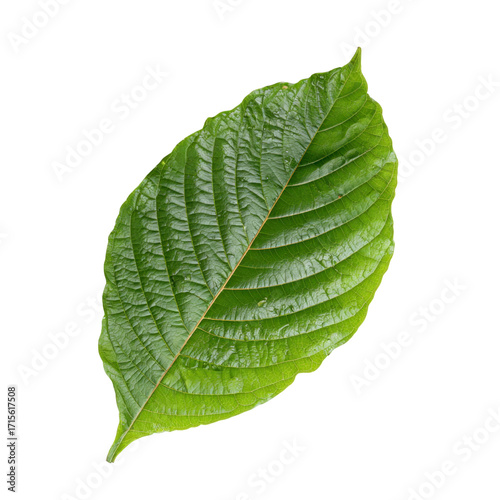 Fresh Green Leaf with Textured Surface and Veins Against Transparent Background
