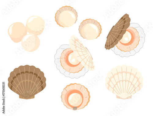 ほたて貝のイラストのセット