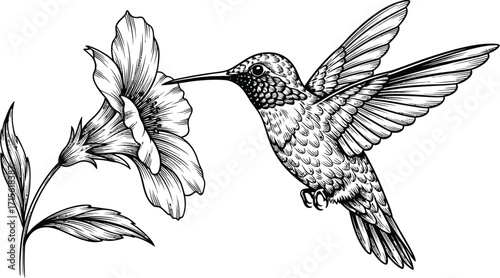 Detailed hummingbird illustration, drinking nectar from a flower blossom