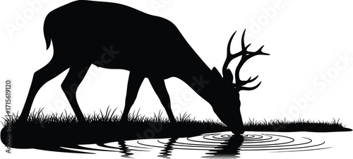 Silhouette of a Deer Drinking Water, Antlers, Wildlife