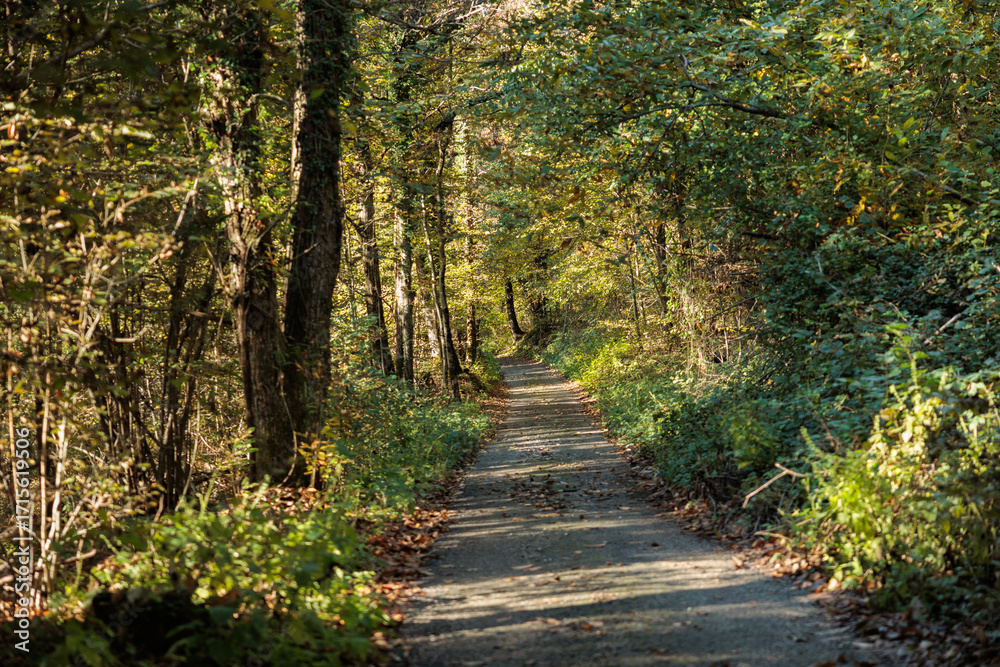 Obraz premium strada rurale che passa in mezzo ad un bosco collinare, di giorno, circondata da alberi verdi, in autunno