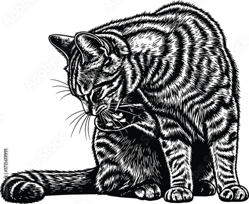 Engraved tabby cat grooming, feline hygiene, domestic pet