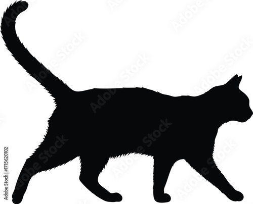 Black cat silhouette, feline walking with tail up, domestic animal