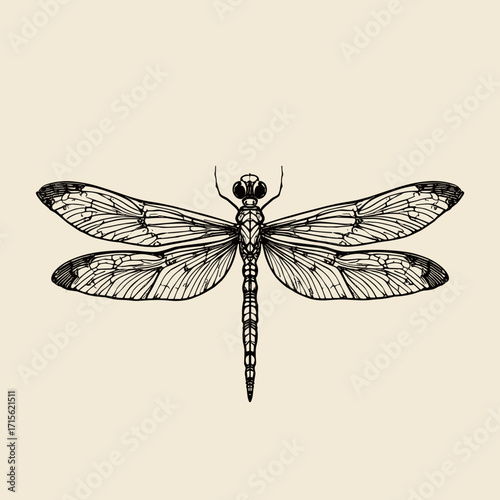 Detailed illustration of a dragonfly with intricate wing patterns and an elegant design