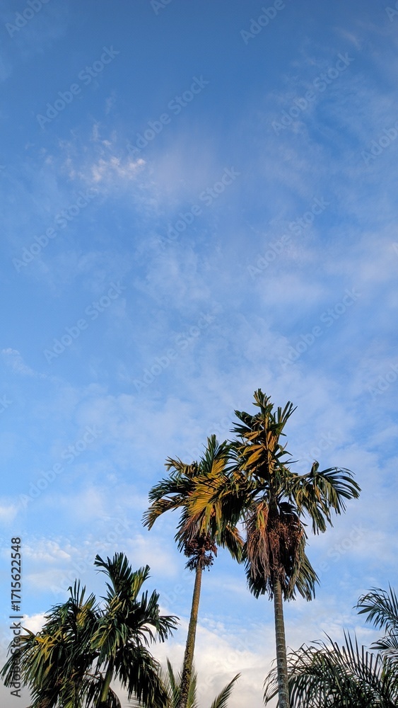Fototapeta premium palm trees against blue sky