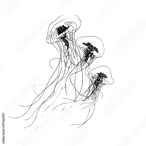 Three jellyfish with long tentacles floating in a white space in a monochrome line drawing style image