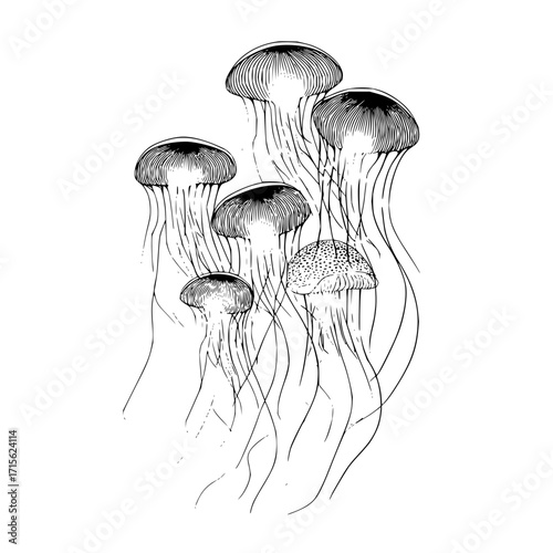 A monochrome illustration of several jellyfish with long tentacles in a clustered arrangement on white backdrop