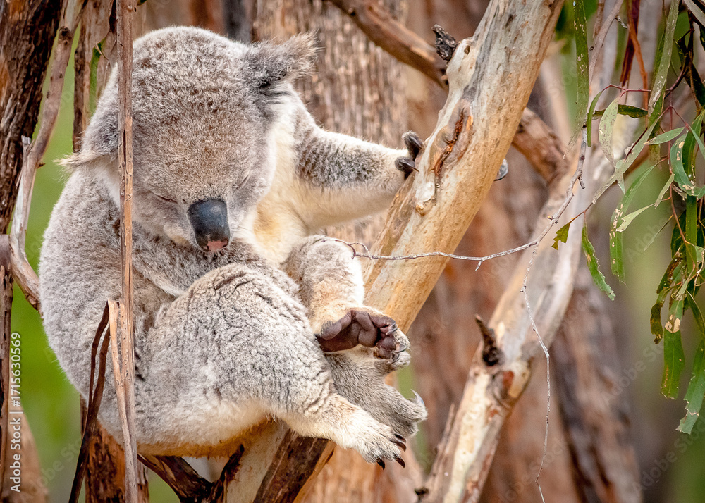 Obraz premium Koala - Phascolarctos cinereus
