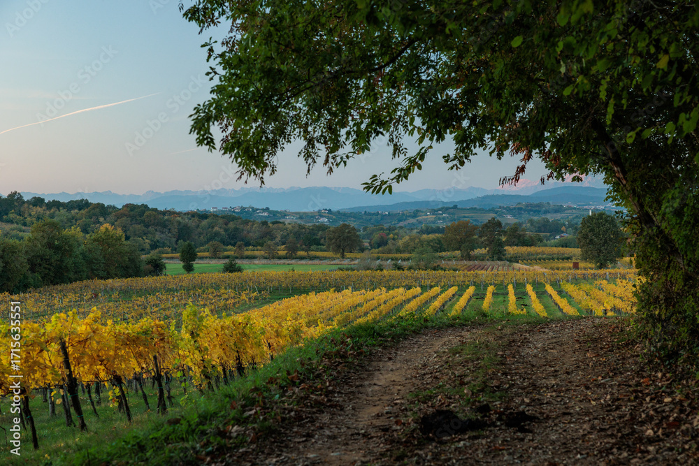 Naklejka premium ambiente naturale di campagna nel nord Italia tra pianura e collina, al tramonto con vigneti dalle foglie gialle, in autunno