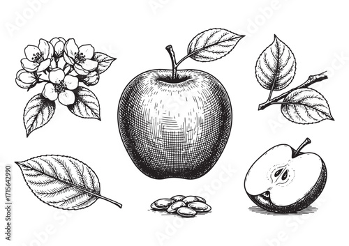 apple, apple leaf, apple slice set engraving woodcut sketch vector illustration