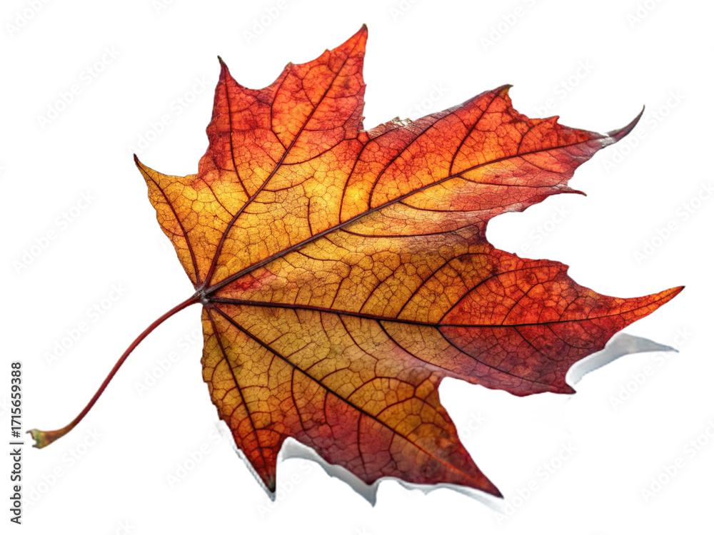 Obraz premium Colorful autumn maple leaf isolated on transparent background, showcasing vibrant hues of red, orange, and yellow