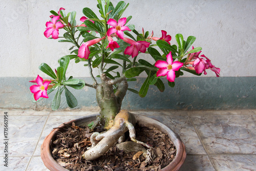 Adenium obesum with other names such as Desert rose, Mock Azalea, Pink bignonia, Impala lily has pink flowers with 5 petals, watery, stems like bonsai, planted in pots, rural Thailand.