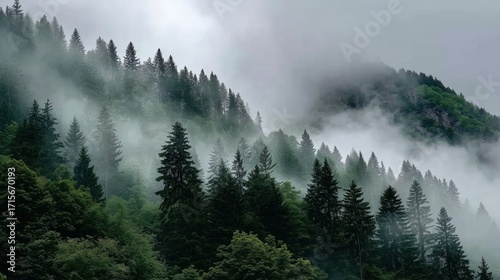 Veiled Mist Enveloping Lush Evergreen Forest Landscape Under Overcast Skies