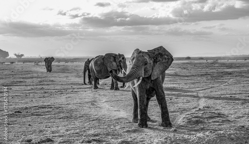 Photography African elephants Amboseli national park Kenya, Masai Mara in Kenya