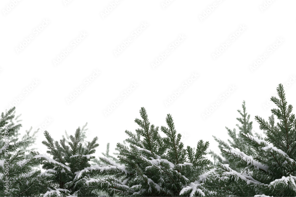 Obraz premium Snow covered evergreen branches at the bottom of frame isolated on a transparent background tree winter