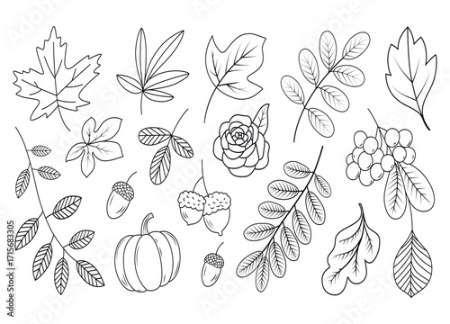 Autumnal Botanical Line Art Collection Featuring Leaves Acorns Pumpkin and Rose Perfect for Coloring Pages and Creative Designs