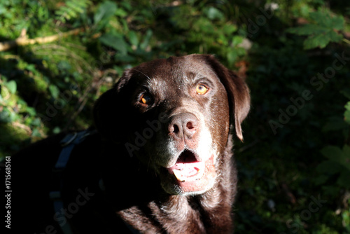 Brown Labrador retriever interacts playfully in the forest sunlight during a peaceful afternoon walk in nature
