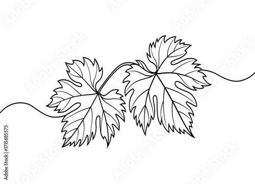 Elegant grape leaf line art drawing for botanical illustration and organic design elements perfectly suited for wine themed decorations