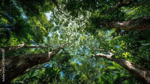 Trees in forest rising toward blue sky concept. A stunning view of towering trees and vibrant green canopy.
