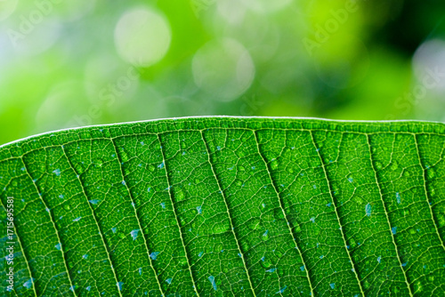 Close up of green leaf with dew drops, nature background.