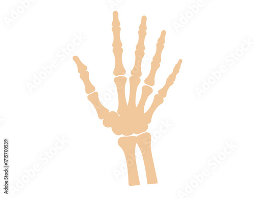 A stylized illustration of a human hand's skeletal structure, showing bone arrangement isolated on transparent background. Halloween themed vector.