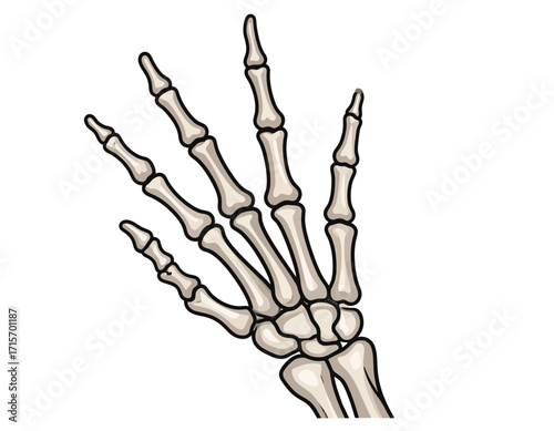 A detailed illustration of a human hand skeleton isolated on transparent background, showing bones and structure. Halloween themed vector.
