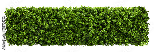 Lush green hedge with vibrant leaves adding fresh natural beauty to landscape designs and architectural renderings with greenery