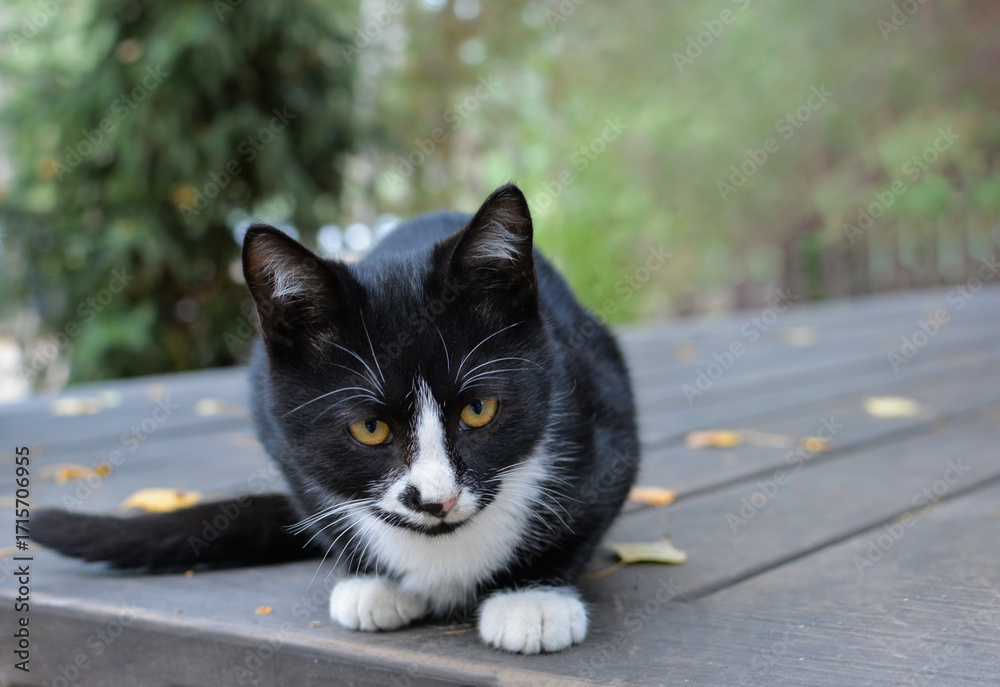 custom made wallpaper toronto digitalA black and white cat sits on a wooden surface surrounded by nature with yellow leaves in an autumn setting.