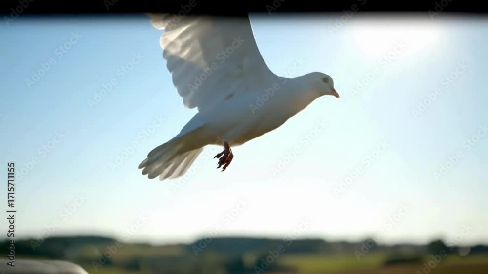 Graceful white dove soaring freely in a bright, sunlit sky Stock ビデオ ...