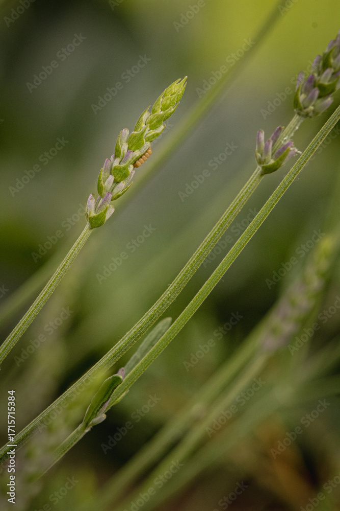 Obraz premium green lavender in the garden close-up