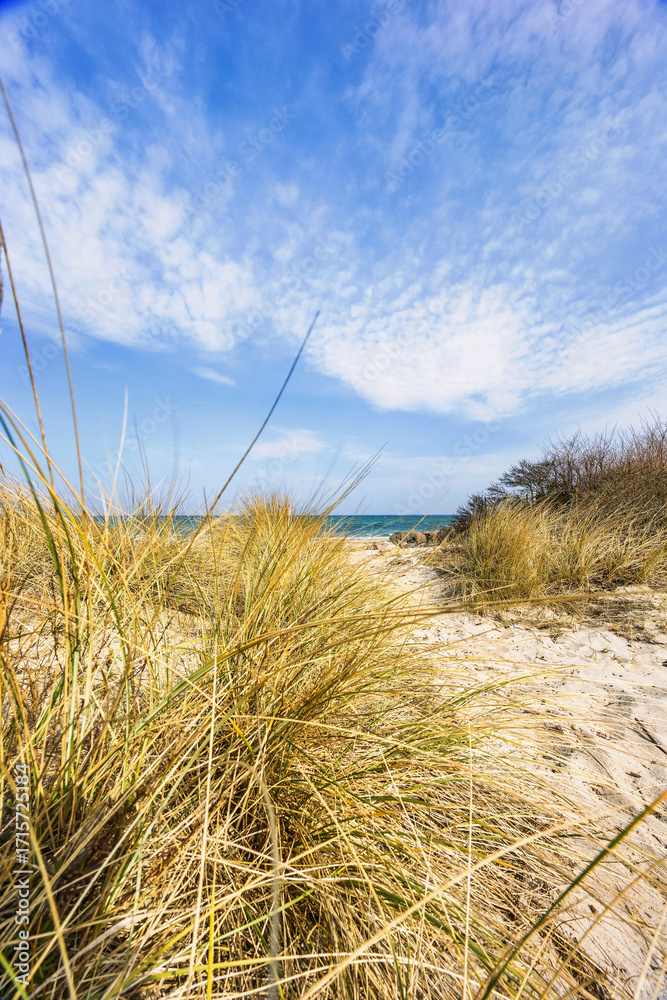 Obraz premium sand dunes and grass