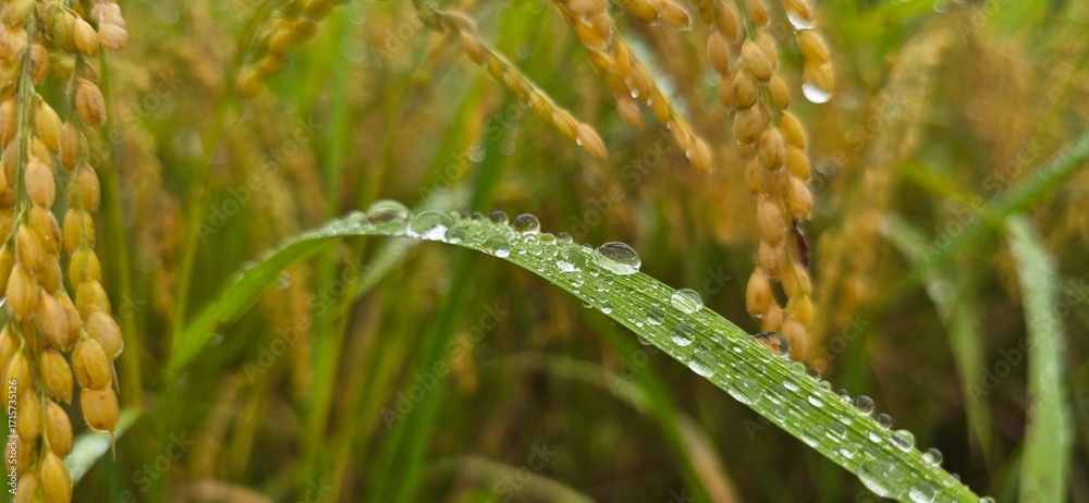 Fototapeta premium Water droplets on rice leaves