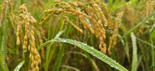 Water droplets on rice leaves
